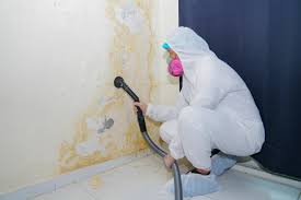 Best Mold Odor Removal Services  in Dillonvale, OH